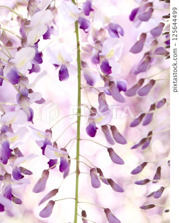  Wisteria flowers 125644499