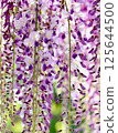  Wisteria flowers 125644500