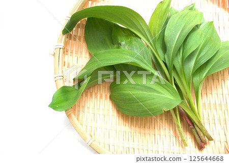 Freshly harvested wild garlic Freshly harvested wild garlic 125644668