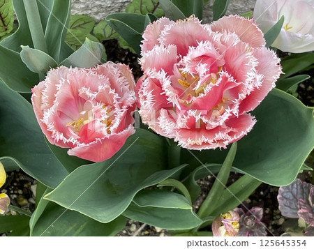 Tulip 125645354