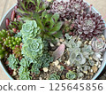 多彩的肉質植物 125645856