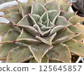 Echeveria Madiba 多肉植物 125645857