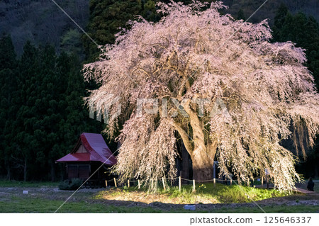 Oshirasama at dusk: Illuminated weeping cherry trees, Akita Prefecture 125646337