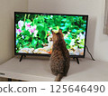 Cat watching tv 125646490