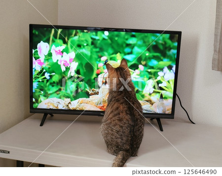 Cat watching tv 125646490