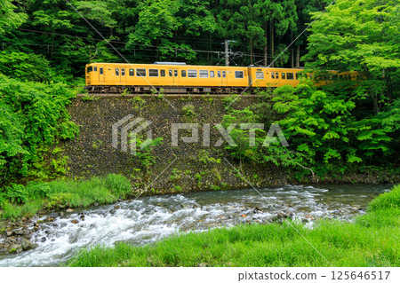 The yellow train on the Hakubi Line runs through the deep green mountains, overlooking the babbling brook of the Nishikawa River. 125646517