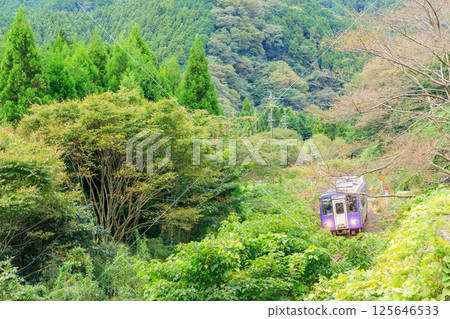 關西本線的柴油列車穿過櫻花盛開的榎切道口 125646533