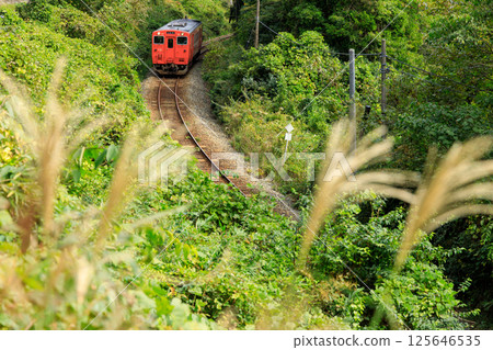 An orange single-car diesel railcar of the Bantan Line emerging from deep within the silver grass 125646535