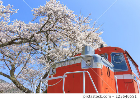 Wakasa Railway's diesel railcar overlooked by cherry blossoms in full bloom 125646551