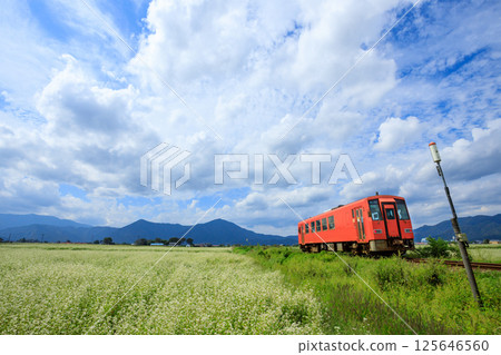 越海北線的柴油列車沿著蕎麥田行駛 越海北線的柴油列車沿著蕎麥田行駛 125646560