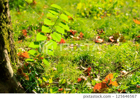 What kind of grass is this? 125646567