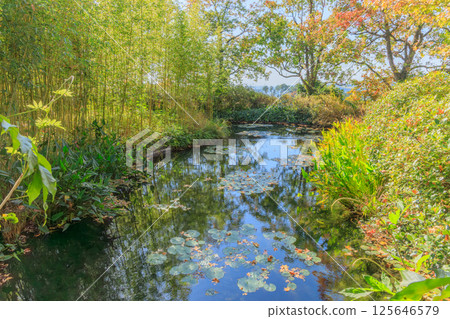 池塘裡漂浮著睡蓮，映照著秋天的藍天 125646579