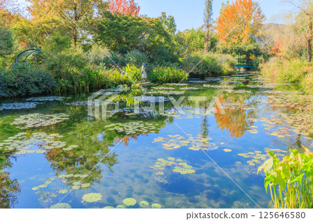 Stroll along the waterside of the floating water lilies pond Stroll along the waterside of the floating water lilies pond 125646580