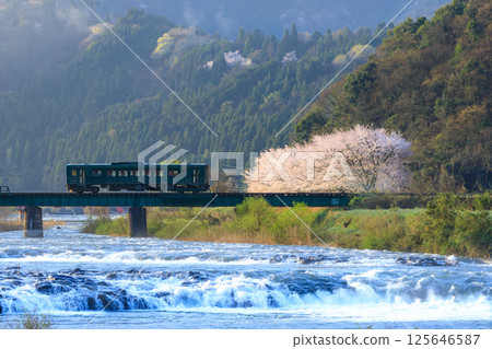 A local train crossing a bridge with cherry blossoms in full bloom in the background on a spring day with abundant water flowing through the river 125646587