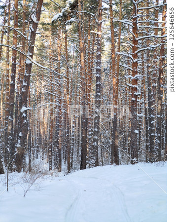 Winter landscape with snow-covered trees. Winter forest Winter landscape with snow-covered trees. Winter forest 125646656