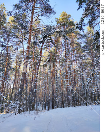 Winter landscape with snow-covered trees. Winter forest 125646657
