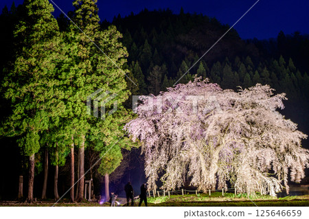 Illuminated weeping cherry trees of Oshirasama, Akita Prefecture 125646659