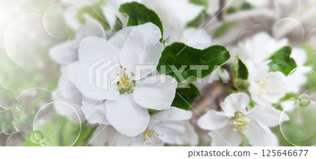 Floral spring background.  Close-up. Nature. 125646677