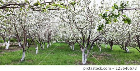 Floral spring background.  Close-up. Nature. 125646678