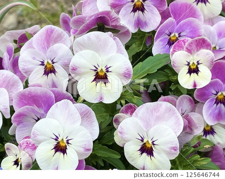 盛開在春天花壇的三色堇花 125646744