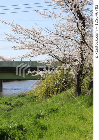 Somei-yoshino cherry blossoms and yellow winter primrose flowers blooming along a river in spring 125646782