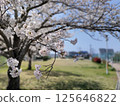 Cherry Blossoms	 125646822