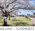 Cherry Blossoms	 125646823