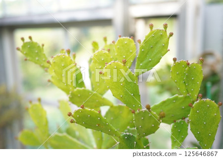 生長在溫室裡的仙人掌 125646867