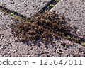 A group of ants moving along a stone pavement (macro view) 125647011
