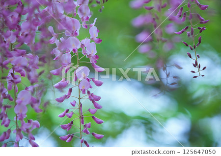 Fuji flower and fresh green Fuji flower and fresh green 125647050