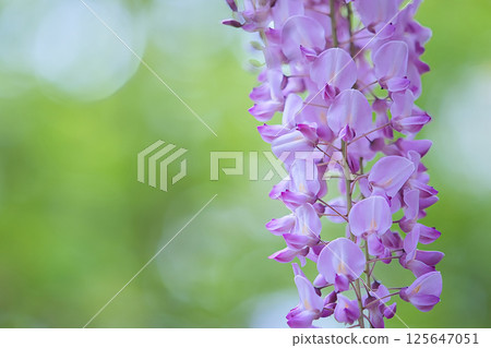 Close-up of wisteria flower Close-up of wisteria flower 125647051