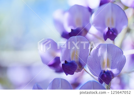 Blue wisteria flowers Blue wisteria flowers 125647052