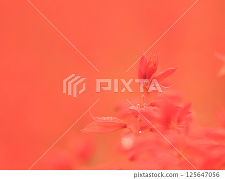 紅色丹參花 125647056