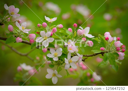 Spring background with blossoming fruit tree. Beautiful blooming apple tree in spring time. Spring background with blossoming fruit tree. Beautiful blooming apple tree in spring time. 125647232