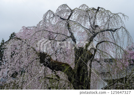 Elegant Spring in Kakunodate 125647327