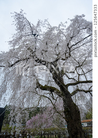 Elegant Spring in Kakunodate 125647333