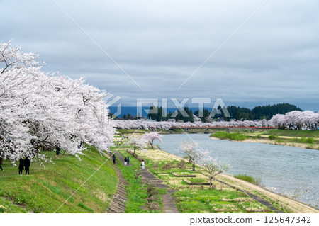 角館的優雅春天 125647342