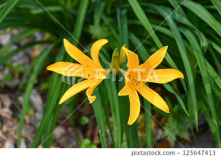萱草屬 萱草屬 125647413