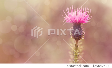 Floral background. Purple thorny thistle flower. Closeup. Nature. Floral background. Purple thorny thistle flower. Closeup. Nature. 125647502