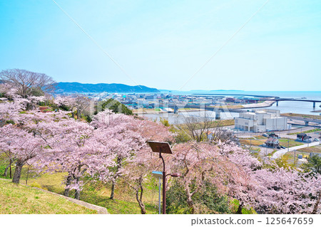Cherry blossoms at Hinwa-san Park Cherry blossoms at Hinwa-san Park 125647659