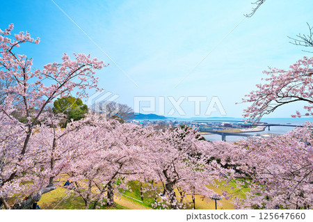 Cherry blossoms at Hinwa-san Park Cherry blossoms at Hinwa-san Park 125647660