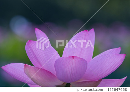Quiet lotus flower 125647668