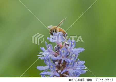 Pontederia and bees Pontederia and bees 125647671