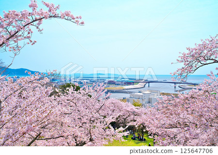 Cherry blossoms at Hinwa-san Park Cherry blossoms at Hinwa-san Park 125647706