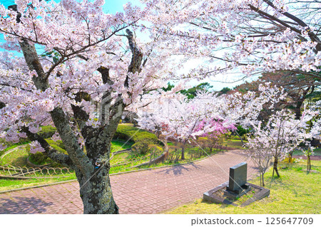 Cherry blossoms at Hinwa-san Park 125647709