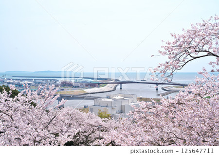 在Hinwa-san公園的櫻花 在Hinwa-san公園的櫻花 125647711