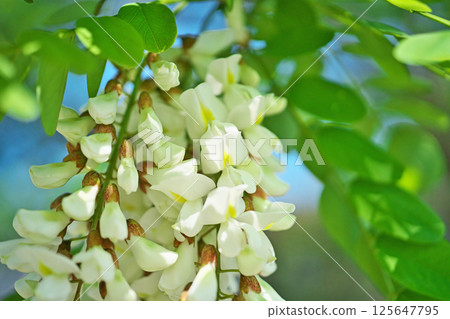 白色刺槐花(春季、四月) 白色刺槐花(春季、四月) 125647795