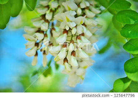白色刺槐花(春季、四月) 白色刺槐花(春季、四月) 125647796