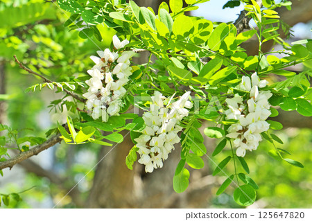 White pseudoacacia flowers (spring, April) White pseudoacacia flowers (spring, April) 125647820