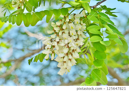 White pseudoacacia flowers (spring, April) 125647821